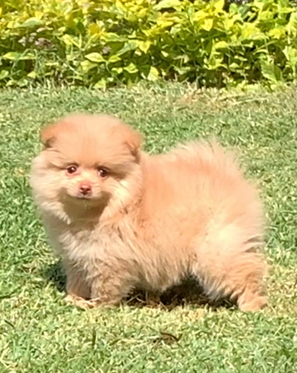 Pomerania miniatura cara de oso hembrita - Imagen 2