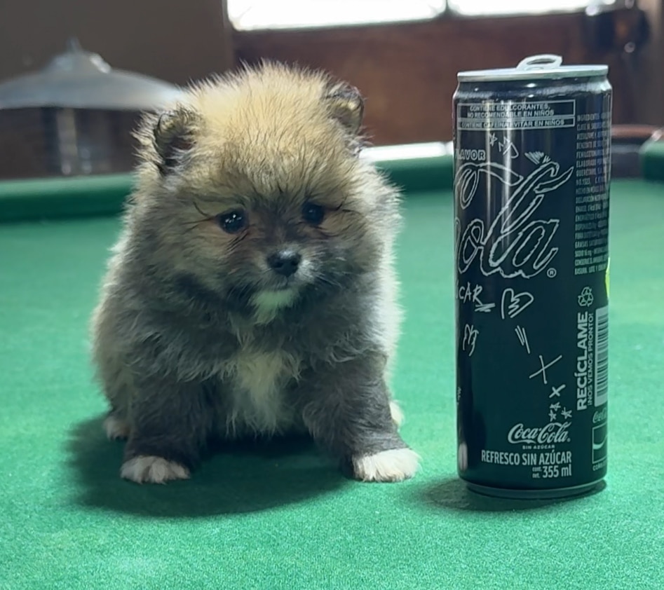 Pomerania miniatura cara de oso hembrita - Imagen 6