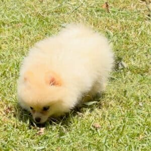 Pomerania miniatura cara de oso hembrita