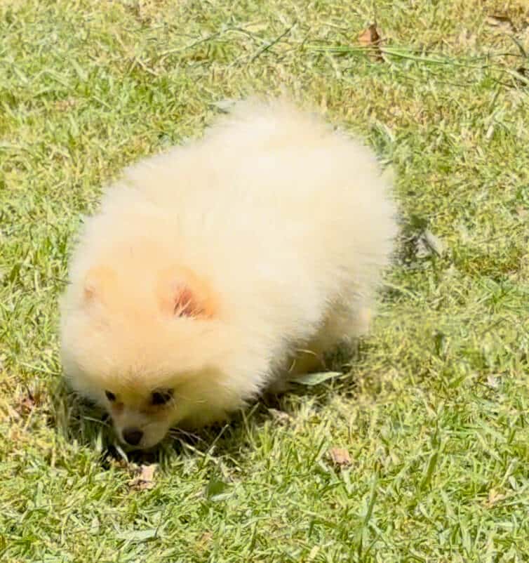 Pomerania miniatura cara de oso hembrita