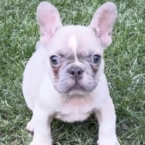 Bulldog frances machito