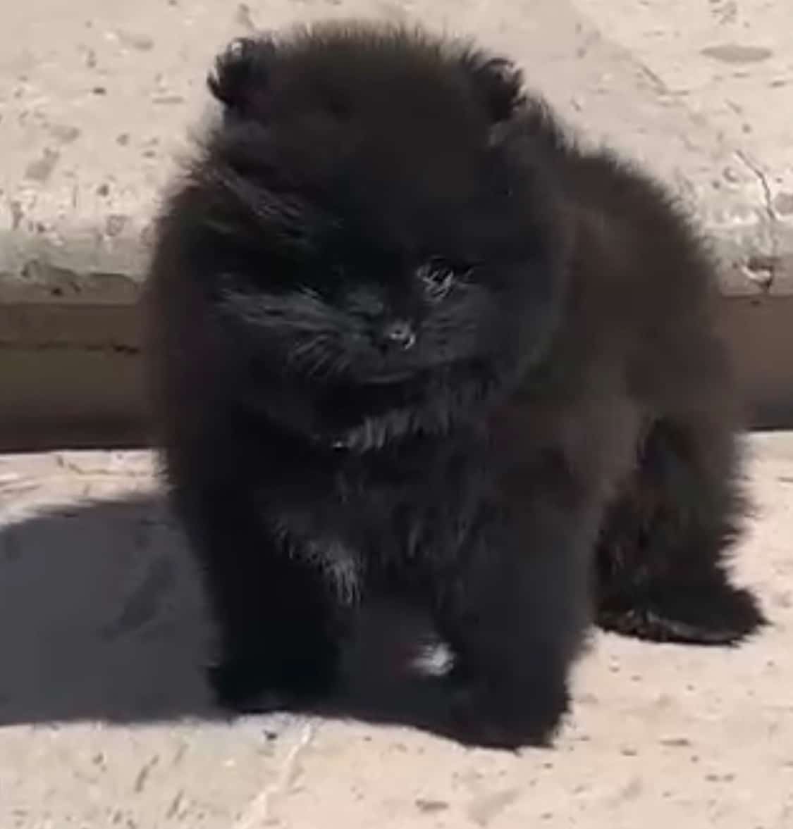 Pomerania miniatura cara de oso hembrita - Imagen 3