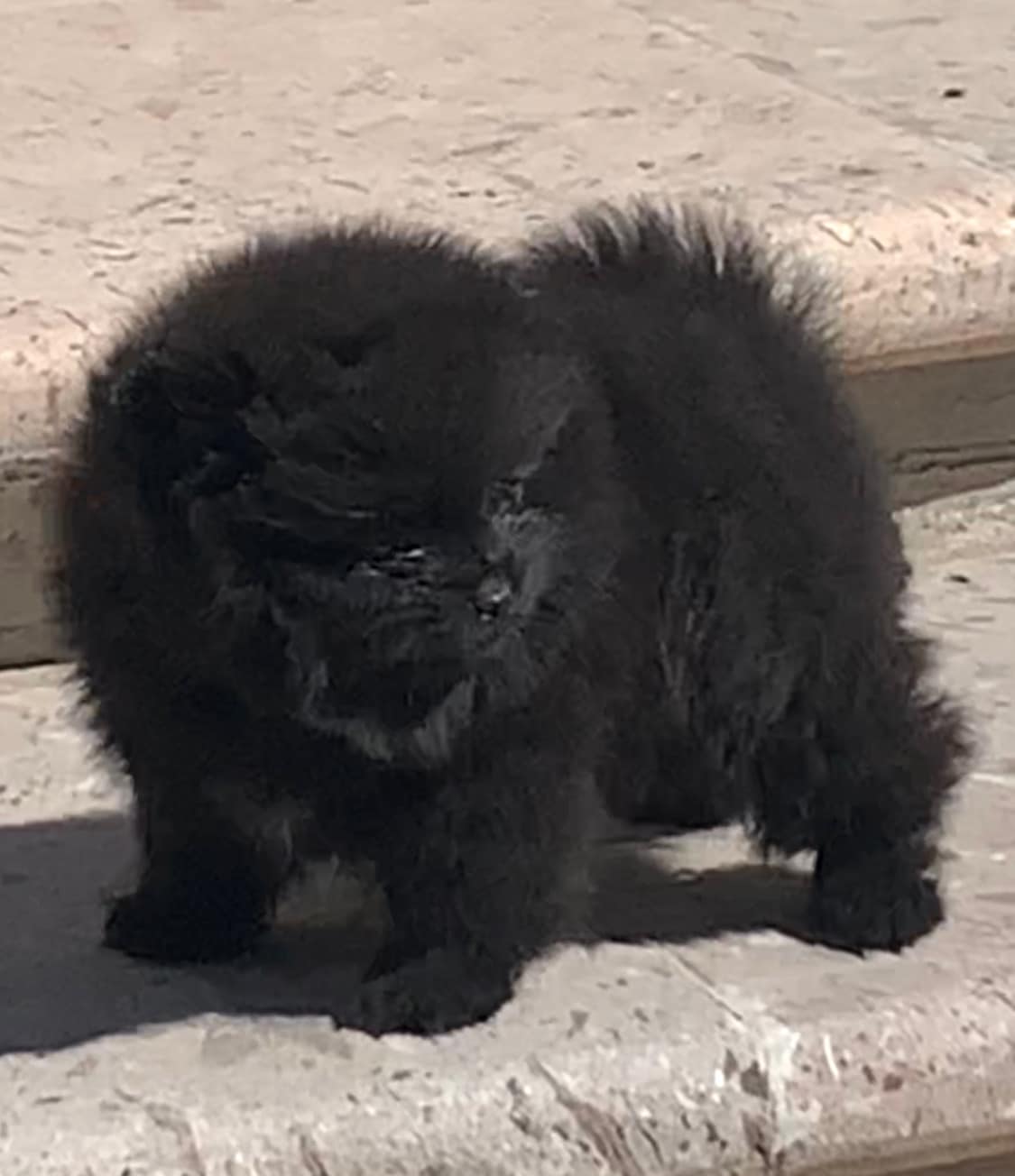 Pomerania miniatura cara de oso hembrita - Imagen 4