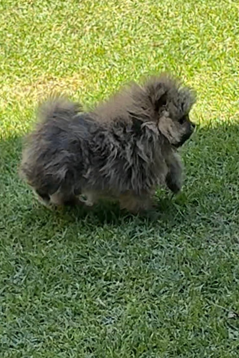 Pomerania miniatura cara de oso hembrita - Imagen 5
